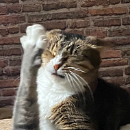 Ирина Лопушанская